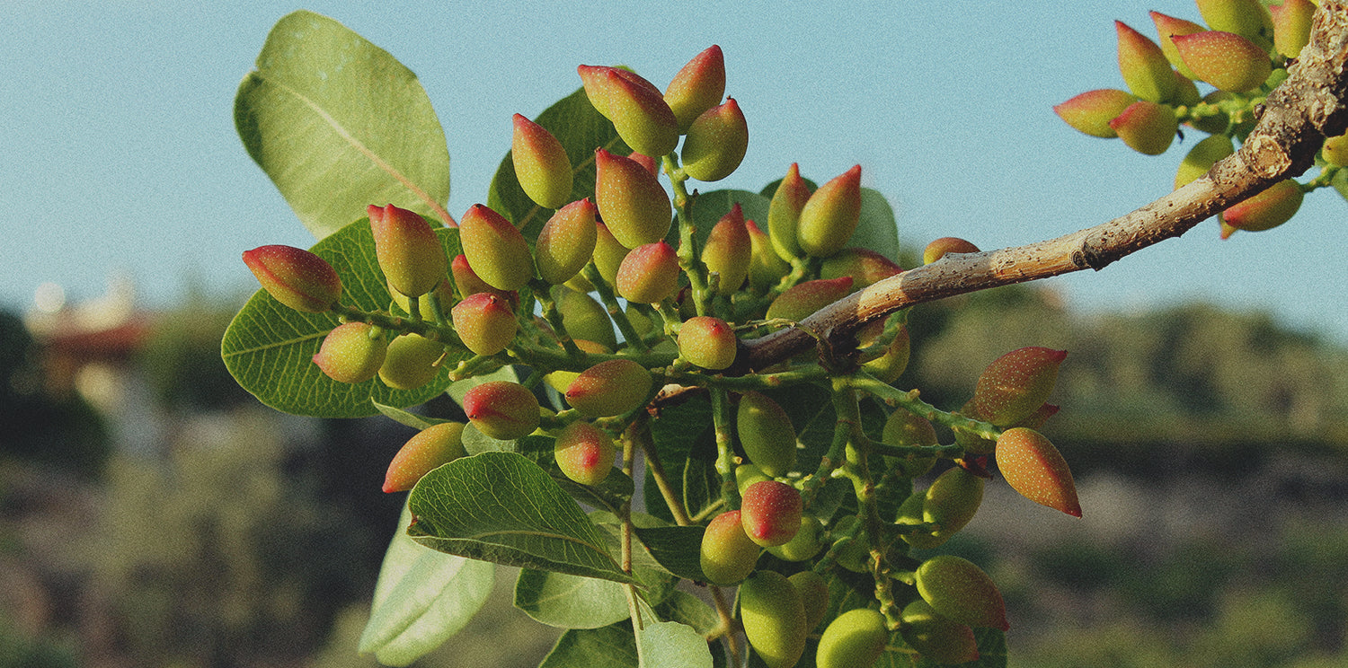 pistachio trees