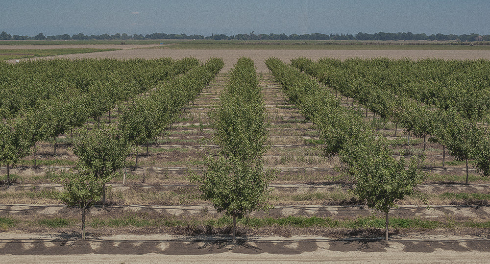 california pistachio farm